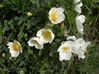 bibernellrose1.jpg bibernellrose1.jpg