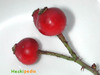 essigrose_frucht.jpg essigrose_frucht.jpg